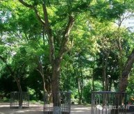 ​＂最贵的红木＂小时候长什么样？海南黄花梨