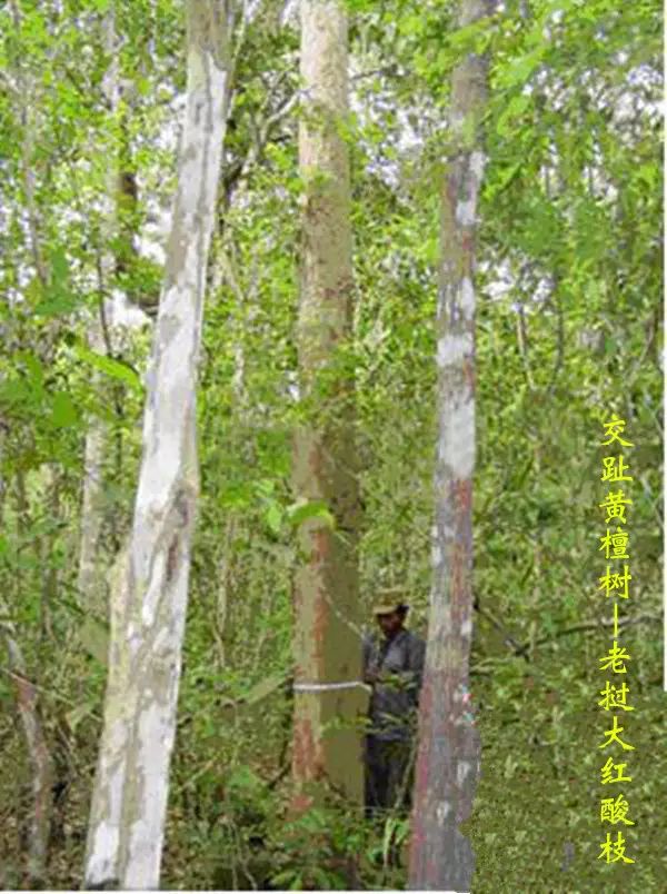 003BHVsDgy6ILj1NIdRf3&690.jpg 图片